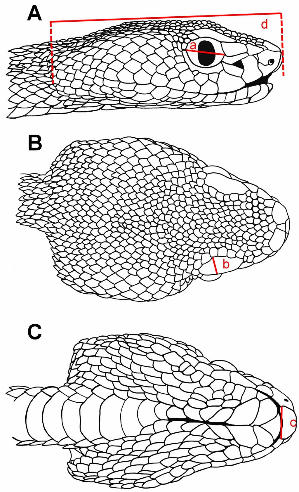 FIGURE 3. Line drawings of the head scalation of the holotype of Cryptelytrops cardamomensis sp. nov. (FMNH 259191) A. lateral, B. dorsal, C. ventral.