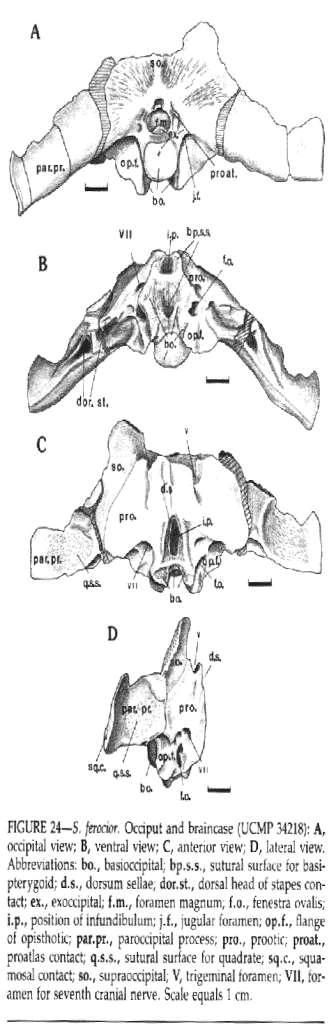 25 of the foramen magnum and are excluded from contact with one another dorsally by a small portion of the supraoccipital.