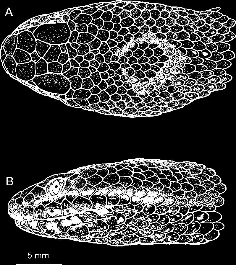 June 2004] HERPETOLOGICA 283 FIG. 2. (A) Dorsal and (B) lateral aspects of the head of Crotalus tancitarensis (UTA R-52401, paratype), showing details of scalation. FIG. 1. Crotalus tancitarensis. (A) Holotype, INI- RENA 308, 35.