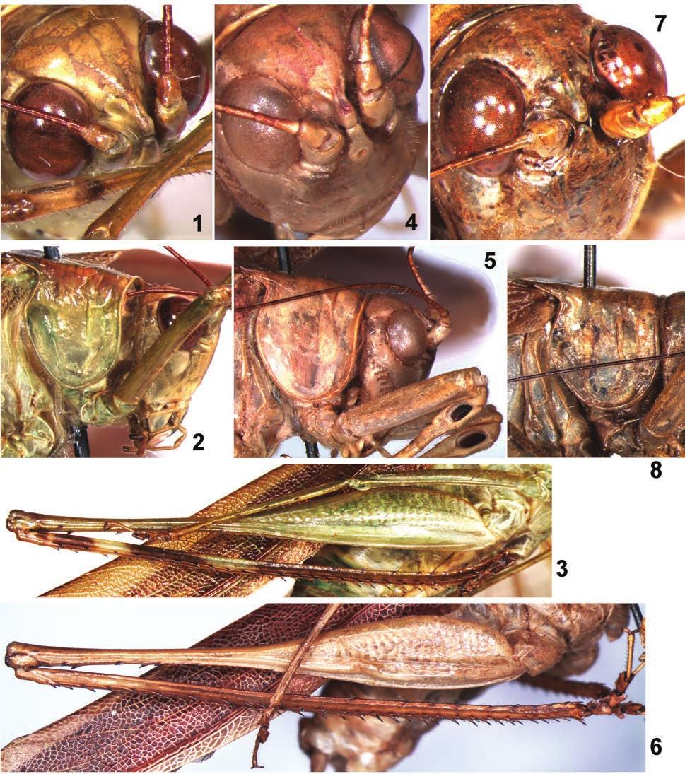 Systematics of American Tettigoniidae 7 303 Figs 1 8. Parascudderia Br.-W.: 1 3 P. (Parascudderia) positiva sp. nov.; 4 6 P. (Negativeria) astylata sp. nov.; 7, 8 P. (N.) negativa sp.