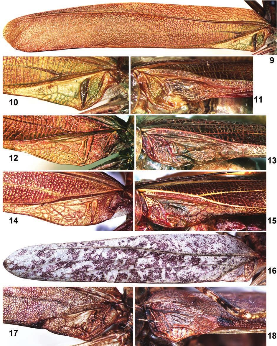 Systematics of American Tettigoniidae 7 305 Figs 9 18. Parascudderia Br.-W. and Caroliniella Cadena-Castañeda, male: 9 11 P. (Parascudderia) positiva sp. nov.; 12, 13 P.