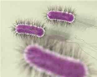 Some general features of Escherichia coli The vaccine was developed with the concept of the exposure