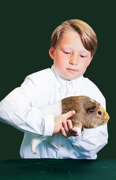Handling the Cavy To properly hold your cavy, its head should be facing your elbow, resting on your forearm.
