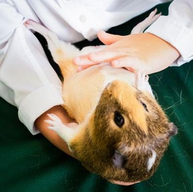 Check the cavy for potbelly. In sows, late pregnancy will be indicated by a heavy belly. Examining the Cavy: Step 6 Step 6. Turn the cavy easily and smoothly onto its back.