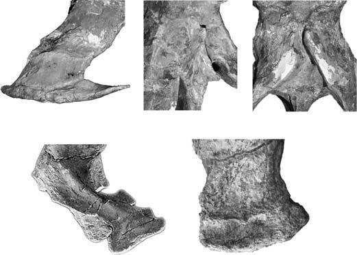 MÉNDEZ CAUDAL VERTEBRAE OF ABELISAURID DINOSAURS 101 exhibit a slightly concave anterior margin, whereas the posterior one is convex, as seen in Carnotaurus, Aucasaurus, Majungasaurus,