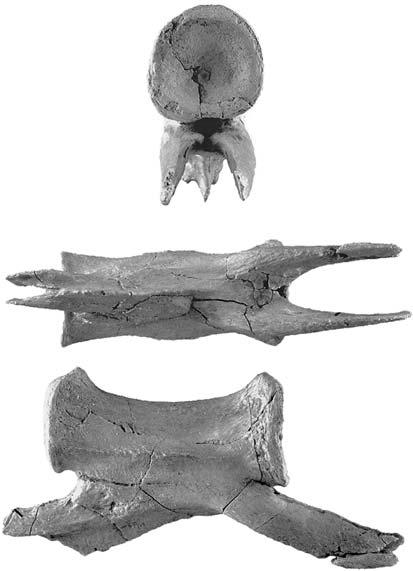 104 ACTA PALAEONTOLOGICA POLONICA 59 (1), 2014 in the posterior half of the vertebra.