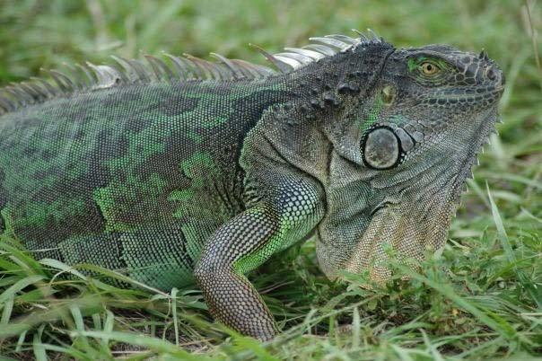 Green Iguana Removal