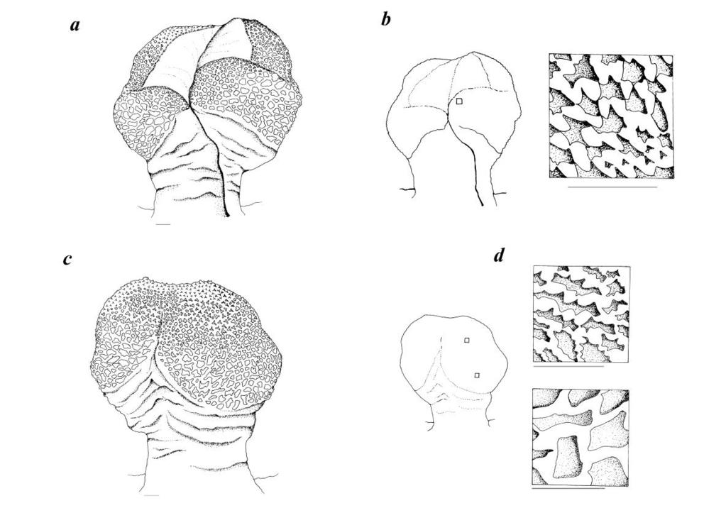 Kalana Maduwage and Anjana Silva 114 Figure 4. Lyriocephalus scutatus: WHT 6232, 111.4 mm SVL, a, dorsal view; b, dorsal ornamentation; c, ventral view; d, ventral ornamentation. Scale bar: 1 mm.