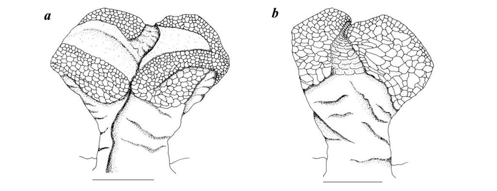 Sulcus spermaticus single; proximal half of sulcus spermaticus deep, distal half shallow (Fig. 6a). Lips of sulcus spermaticus smooth, widely open at apex (Fig. 6a). Sulcus traverses apex (Fig. 6a). Calyculate ornamentation present on each lobe (Fig.