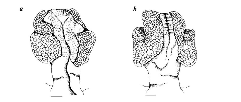 Kalana Maduwage and Anjana Silva 116 Ceratophora erdeleni and C. karu Material examined: Ceratophora erdeleni; WHT 2070, 74.
