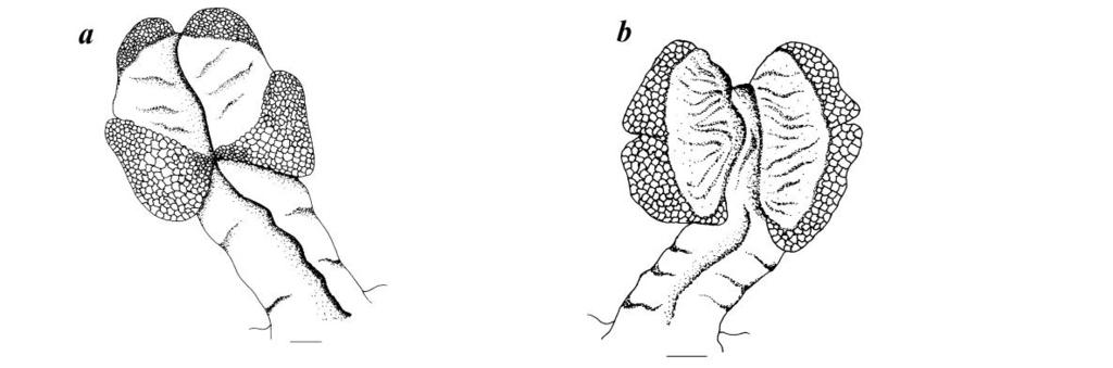 Hemipeneal morphology of Sri Lankan dragon lizards 117 Figure 9. Ceratophora stoddartii: WHT 6501, 81.9 mm SVL, a, dorsal view; b, ventral view. Scale bar: 1 mm Figure 10.