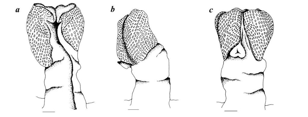 0 mm SVL, a, dorsal view; b, lateral view; c, ventral view.