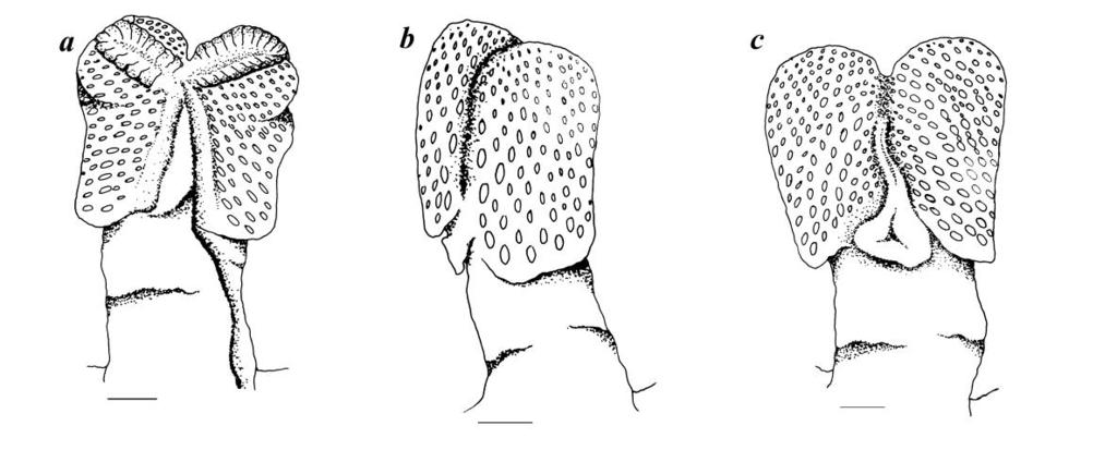 7 mm SVL, a, dorsal view; b, left lateral view; c, ventral view.