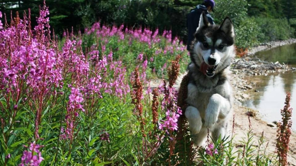 We were overwhelmed with phone calls, e-mails and letters addressed to Isobel the Blind Sled dog in support of her wonderful story.
