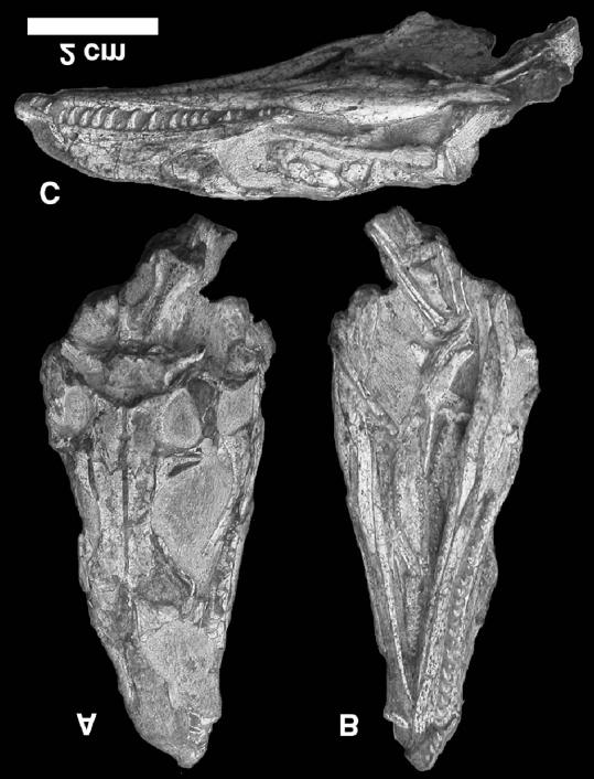 Figure 3. Tetracynodon darti (Therapsida, Therocephalia), BP/1/6026, referred specimen from Barendskraal (Middelburg District; Lystrosaurus Assemblage Zone) in (A) dorsal and (B) ventral views.