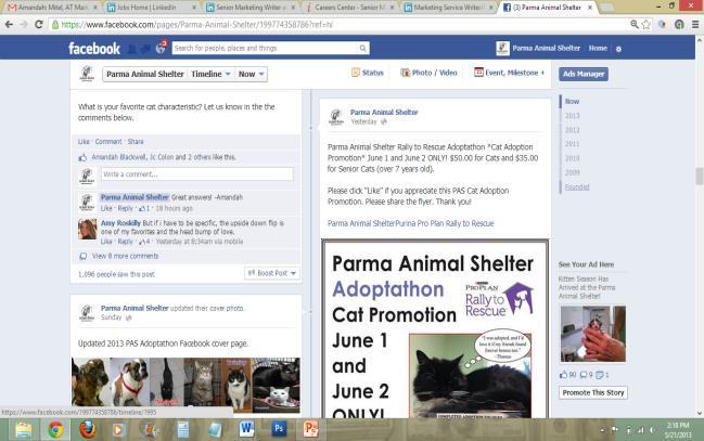 Parma Animal Shelter Cat