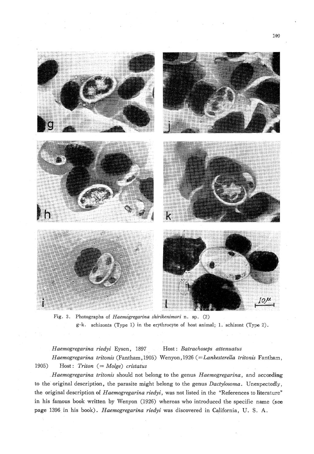 109 W J^BB^^R^ Fig. 3. Photographs of Haemogregarina shirikenimori n. sp. (2) g-k. schizonts (Type 1) in the erythrocyte of host animal; 1. schizont (Type 2).