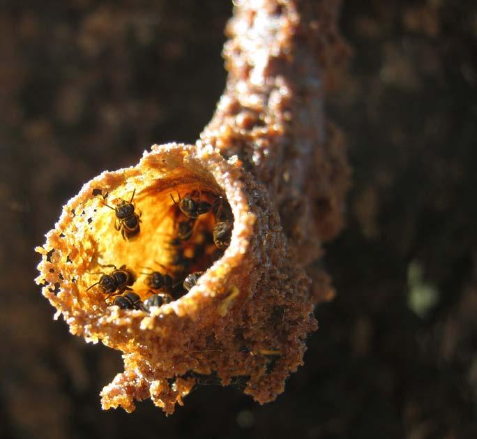 ARTICLE TWENTY TWO Austroplebeia cincta: A Spectacular New Species of Stingless Bee for Australia by Dr Anne Dollin Australian Native Bee Research Centre TINY bees with vivid yellow stripes on their