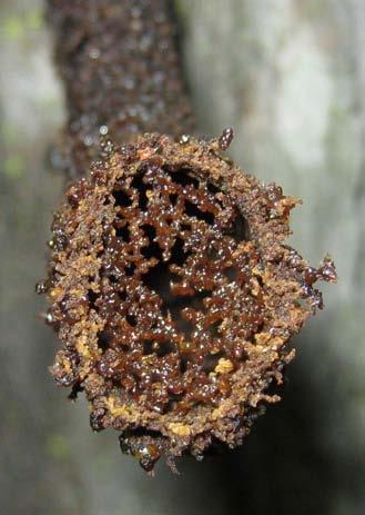 We also noticed some fascinating differences in the way that A. cincta bees defend their nest at night.