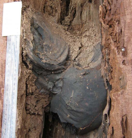Left: the hard black batumen shell that enclosed an A. cincta nest in this tree cavity.