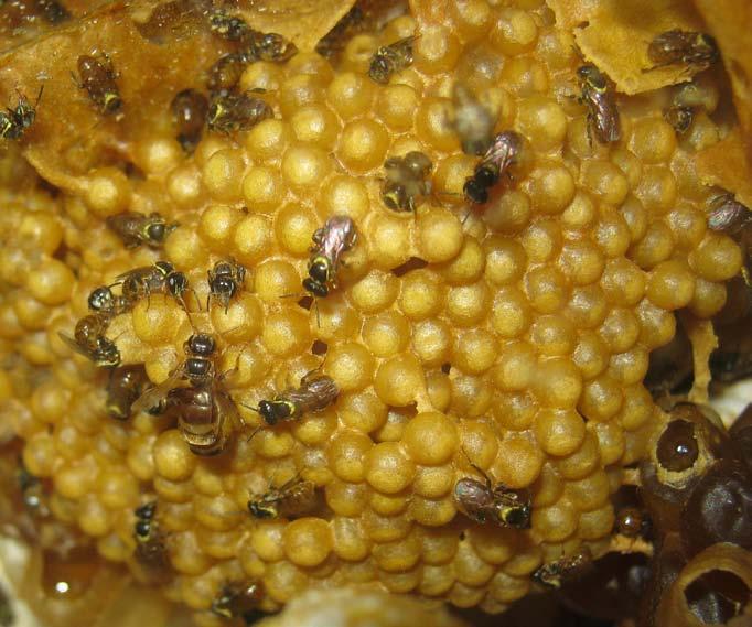 The pollen and honey are stored in separate clusters in the nest.