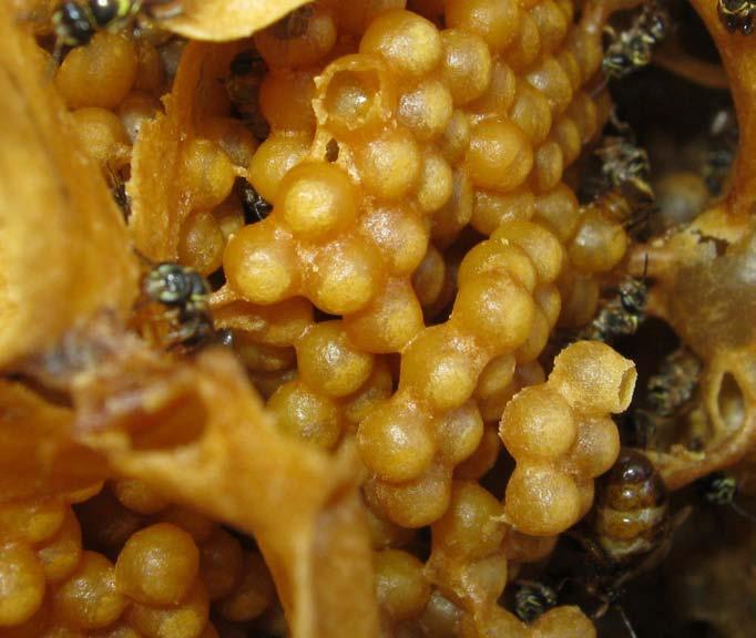 cincta queen bee, abdomen swollen with eggs, clings to the side of her brood. The individual brood cells are waxed into small hexagonal combs that interconnect to form the curved surface of the brood.