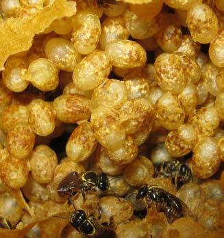 So the worker bees gradually remove the wax between the cells and the comb structure becomes more irregular. Egg Laying The fascinating way in which A.