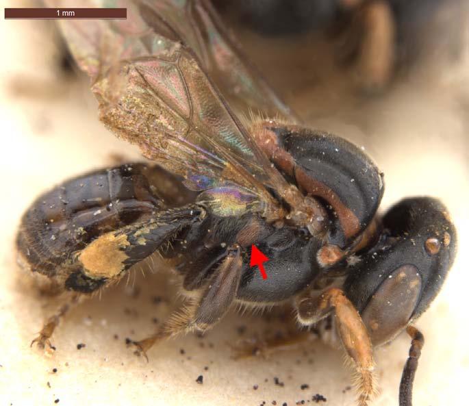 It was somewhat surprising that these spectacular stingless bees had gone unreported in the scientific record until this time! This made us wonder how long this species had been in Australia.