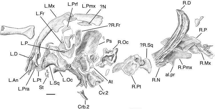 608 S. E. EVANS ET AL. Figure 6. Iridotriton hechti gen. et sp. nov., DINO 16453a. Skull region, as exposed. Abbreviations: al.pr, alary process of premaxilla; At, atlas; Crb.