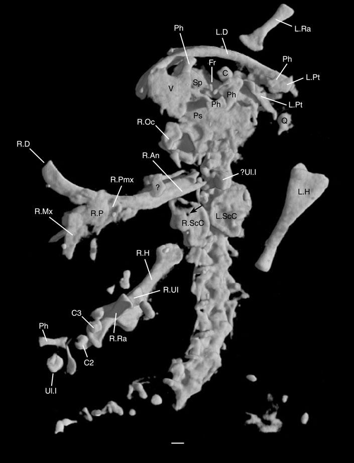 JURASSIC SALAMANDER FROM NORTH AMERICA 607 Figure 5. Iridotriton hechti gen. et sp. nov.