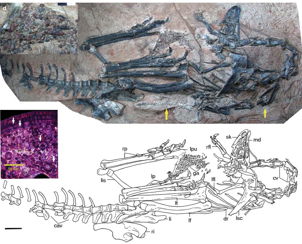 NATURE Vol 459 8 June 009 d c a b 50 μm Figure Limusaurus inextricabilis (IVPP V 593). Photograph (a) and line drawing (b) of IVPP V 593.