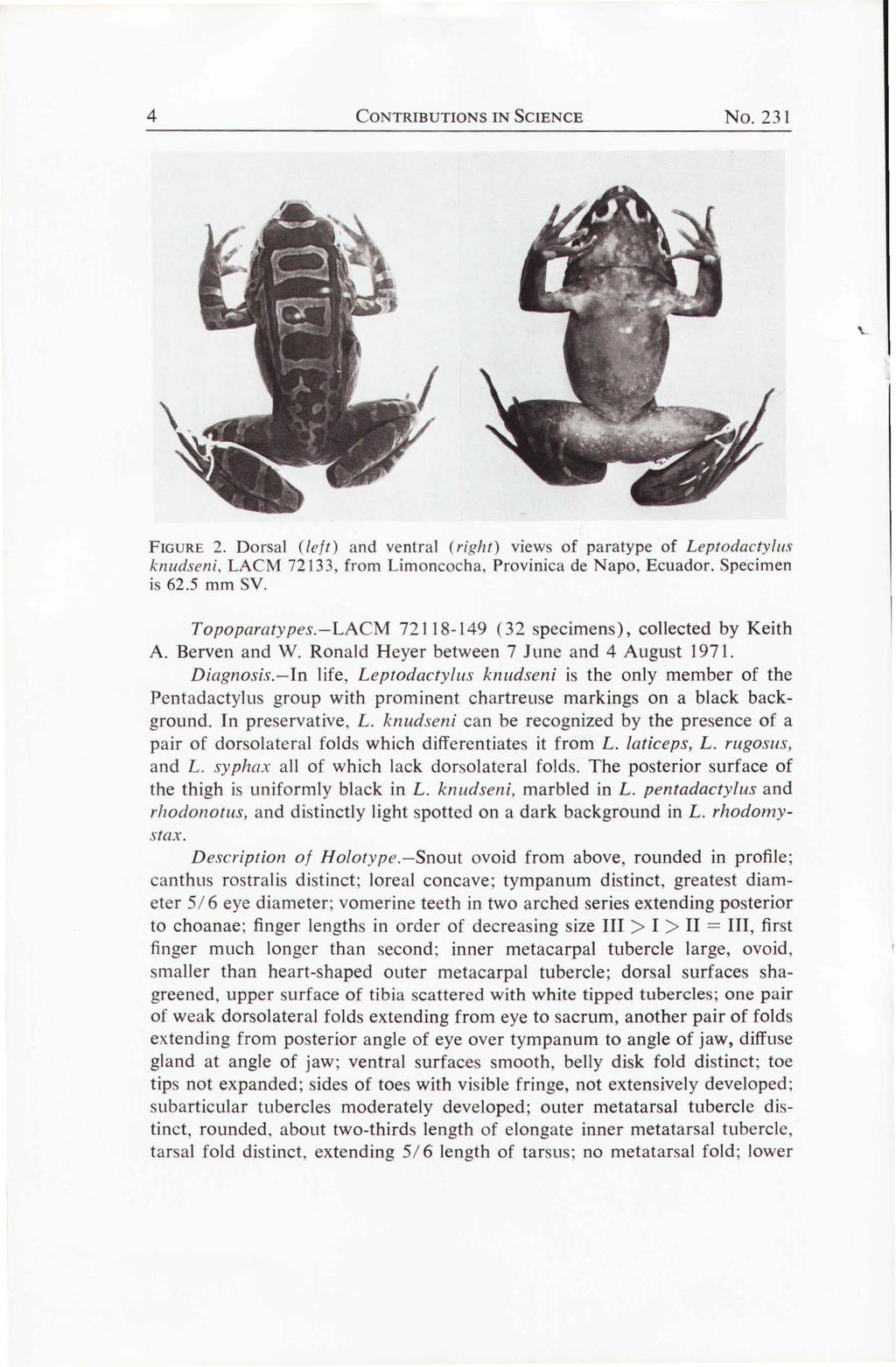 4 CONTRIBUTIONS IN SCIENCE No. 231 FIGURE 2. Dorsal (left) and ventral (right) views of paratype of Leptodacty/us knudseni, LACM 72133, from Limoncocha, Provinica de Napo, Ecuador. Specimen is 62.
