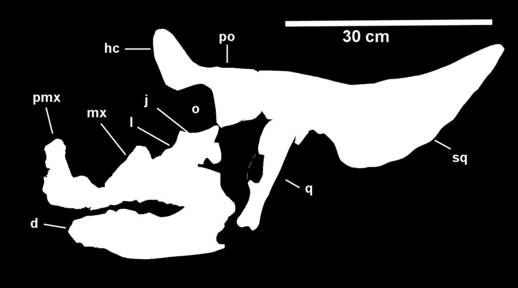 10 FIGURE 4 ---- Composite young juvenile skull, locality TMM 45922; sq) left squamosal; po)