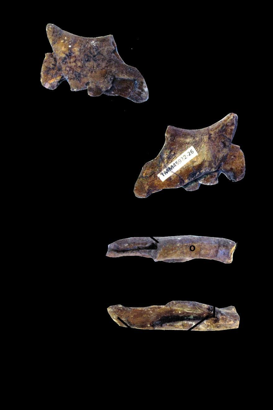 23 A SMALL ANTERIOR FRAGMENT OF THE RIGHT JUJAL: (Figure 14).