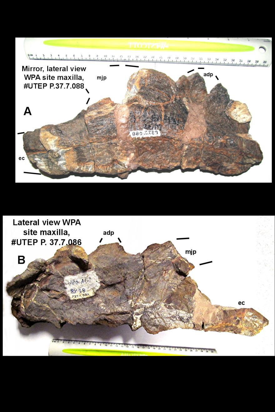27 FIGURE 17; Chasmosaurus mariscalensis maxilla, WPA sites, (Lehman,