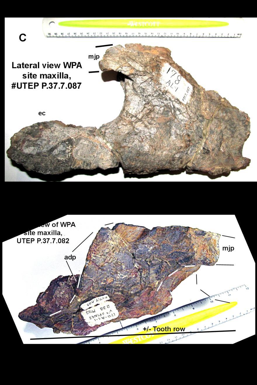 28 FIGURE 18; Chasmosaurus mariscalensis maxilla, WPA sites, (Lehman, 1989), lateral views, A) UTEP P.37.7.088, B).086, C).087, D).082.