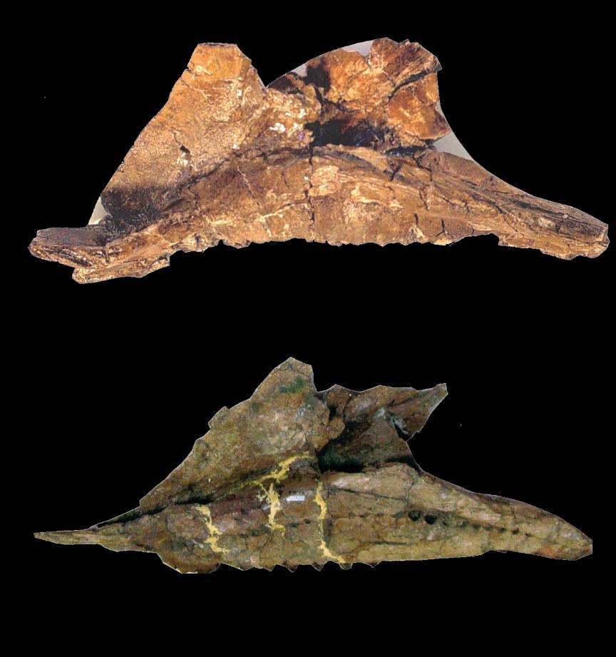 29 FIGURE 19; Comparison of medial view, A) this young juvenile maxilla, (TMM 45922 27), and B) adult maxilla from (MNA V 1747); j) jugal process; vt) very thin anterior dorsal process.