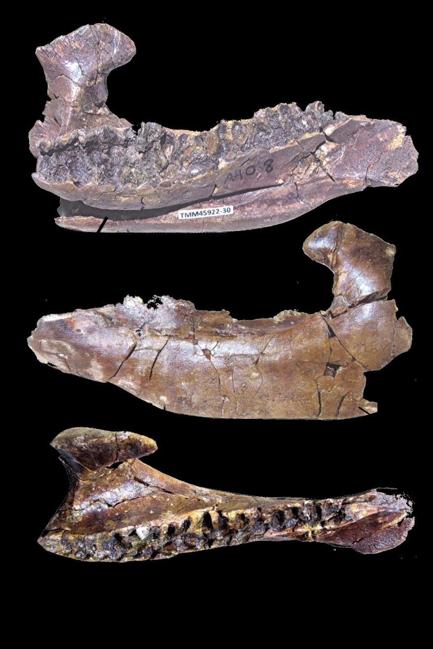33 There is another juvenile right dentary from this site, (TMM 45922 33), not figured. That dentary is 15% - 20% larger than TMM 45922 30, poorly preserved, and crushed.