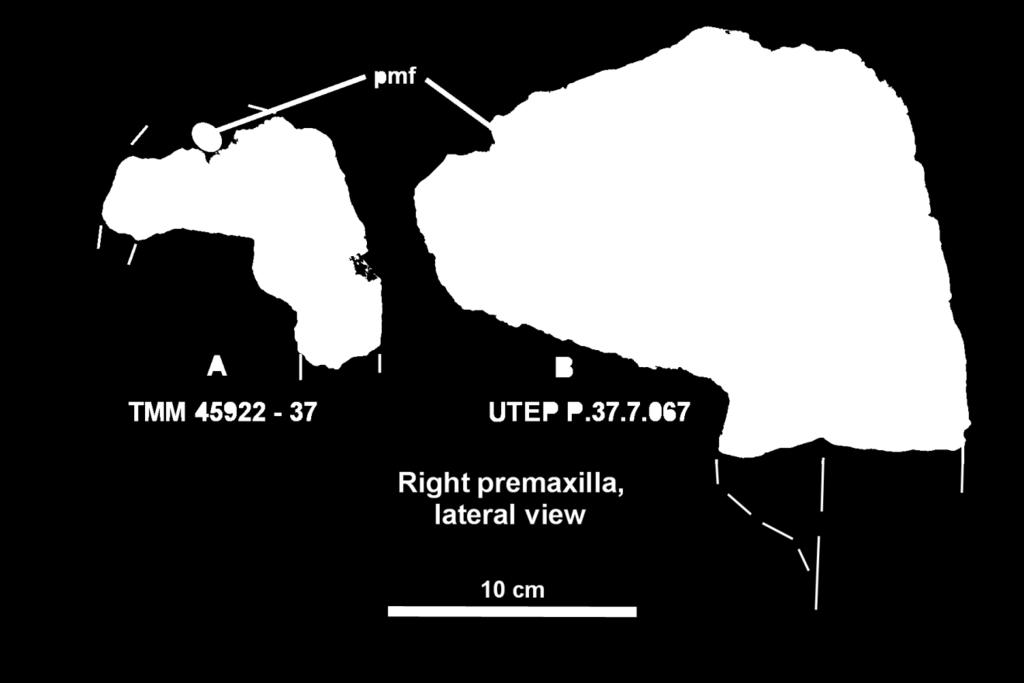 34 probably open. The premaxilla, (Figure 24B) (UTEP P.37.7.067), from the WPA site is similar.