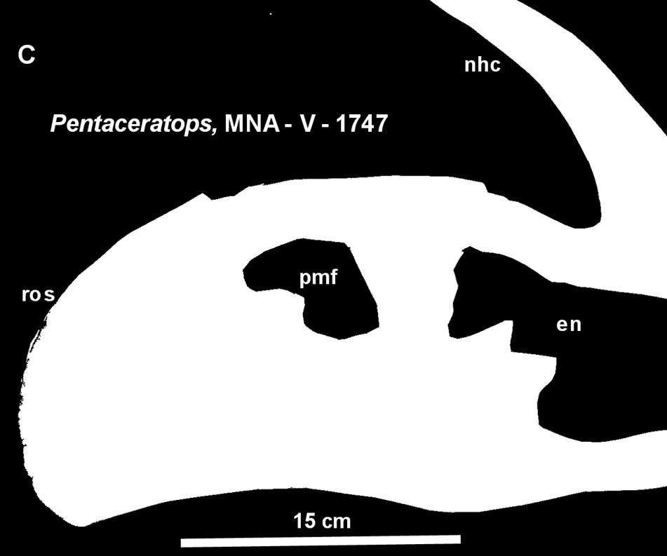 In all adult ceratopsids the paired exoccipitals push the supraoccipital up and join each other above the foramen magnum excluding the supraoccipital from the foreman magnum (Goodwin et al, 2006;