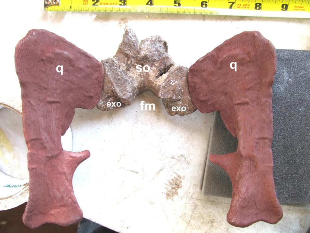 Figure 26; Supraoccipital TMM45922-25; A) anterior view; B) posterior view; C) ventral view; exo) exoccipitals; q)