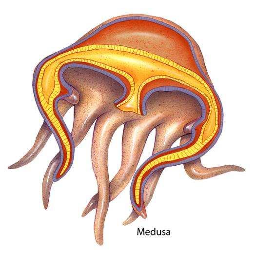 A medusa has a motile, bell-shaped body