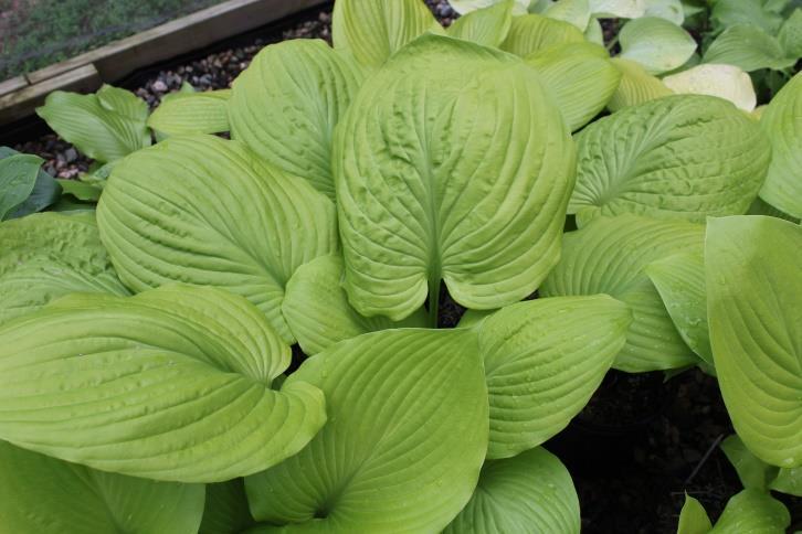 This is the first of our large yellow hostas with purple petioles.