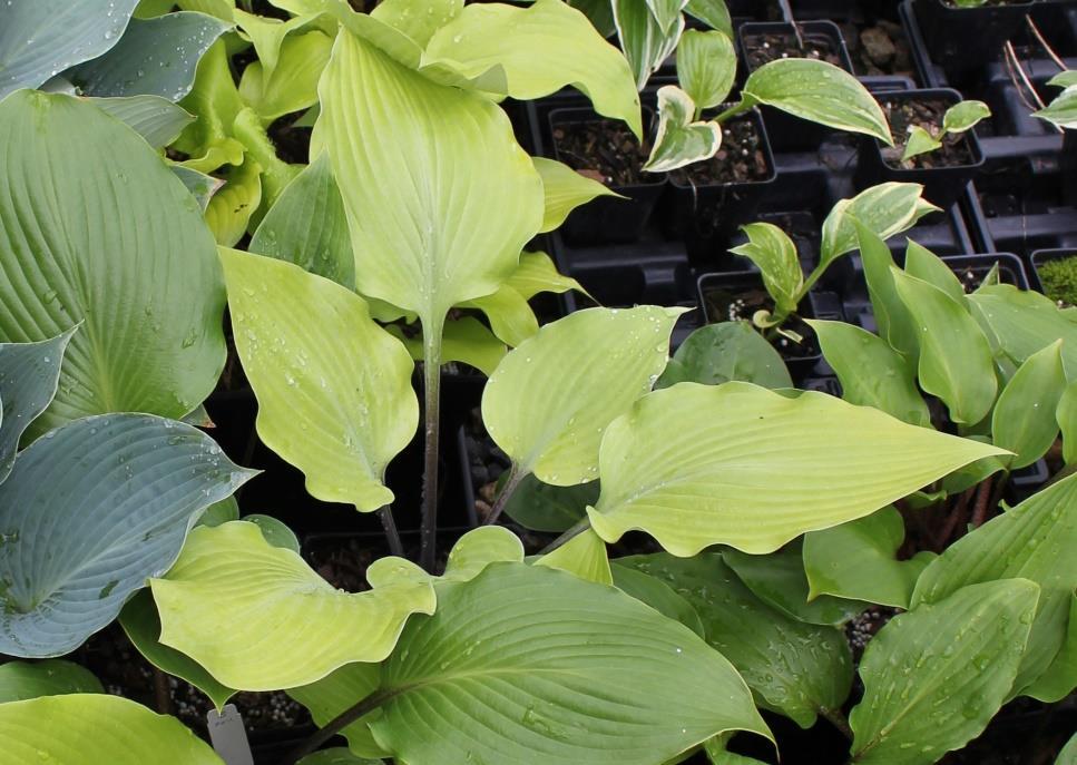 Sunny Day, chasing all the clouds away this is a very happy hosta! It is also this hybridizer s fantasy.