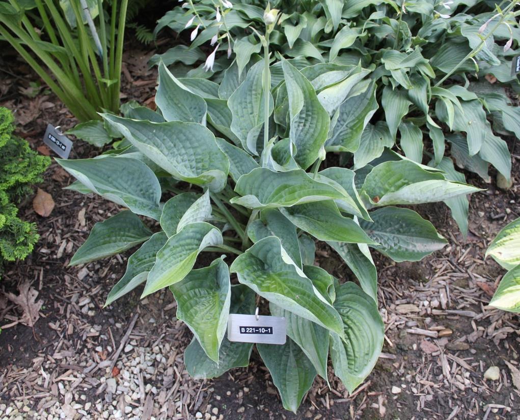 Here is another one of Doug Beilstein s excellent very blue hostas