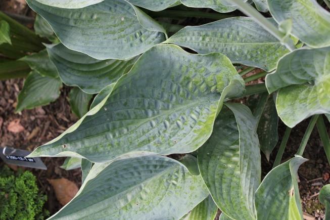 This medium to large hosta has puckered waxy blue leaves that are