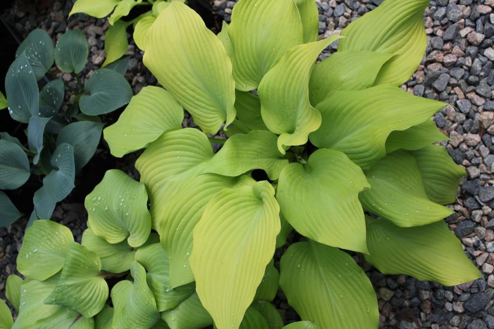 This very yellow medium-sized hosta is of H.montana heritage and has the classic tight vein pattern of its parents.