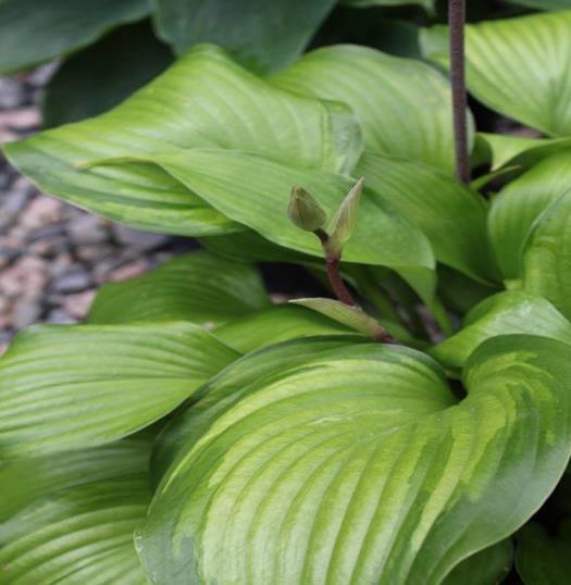 Yes, I love this very special hosta.