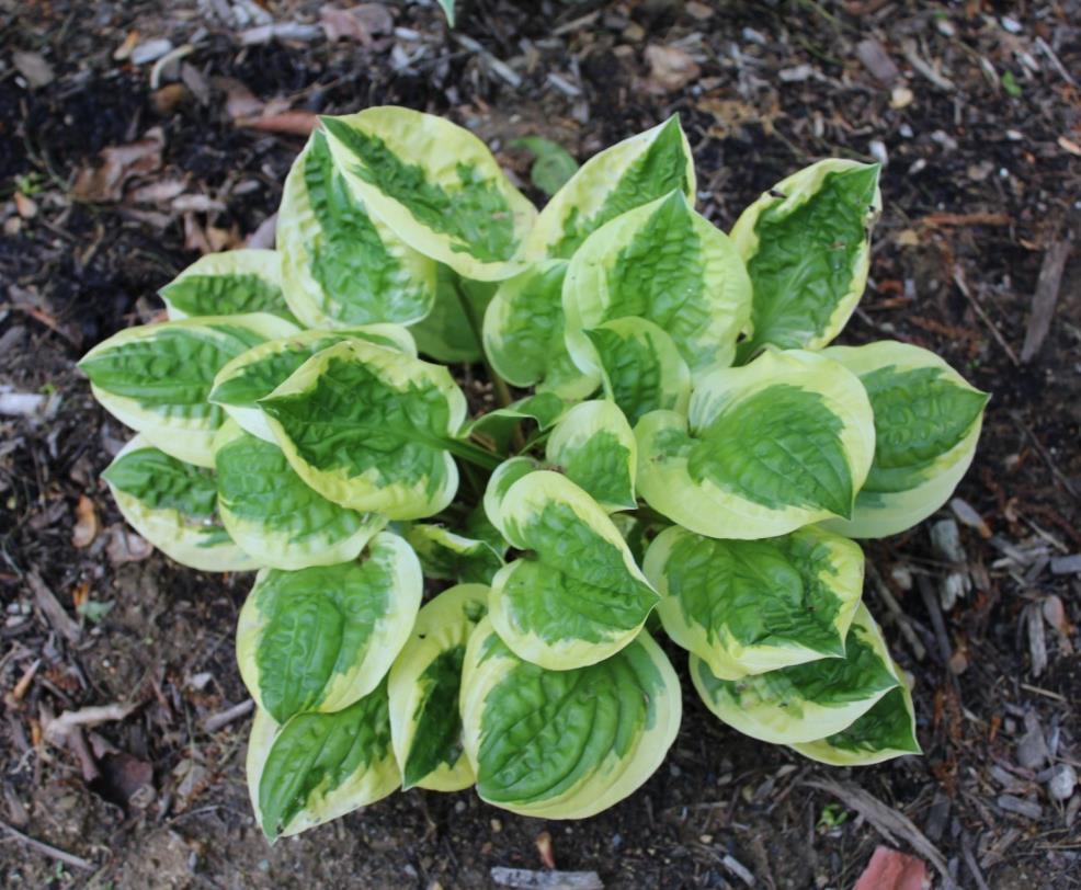 Not quite a mini, this very small hosta has very bright wide white margins on cute little round leaves that are cupped