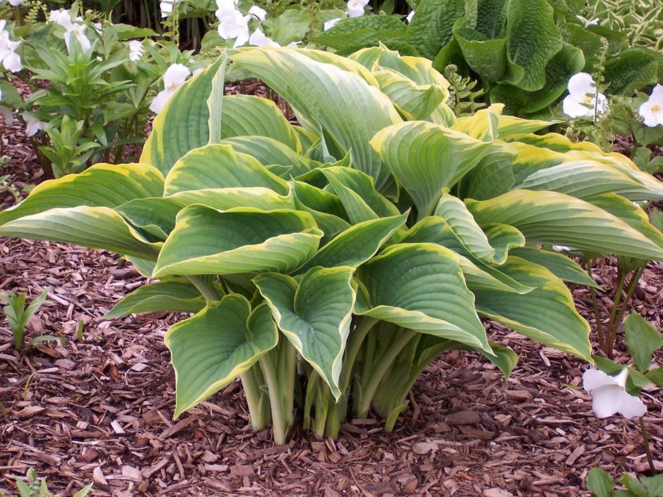 This very large hosta from Don Rawson may be the most colorful sport of